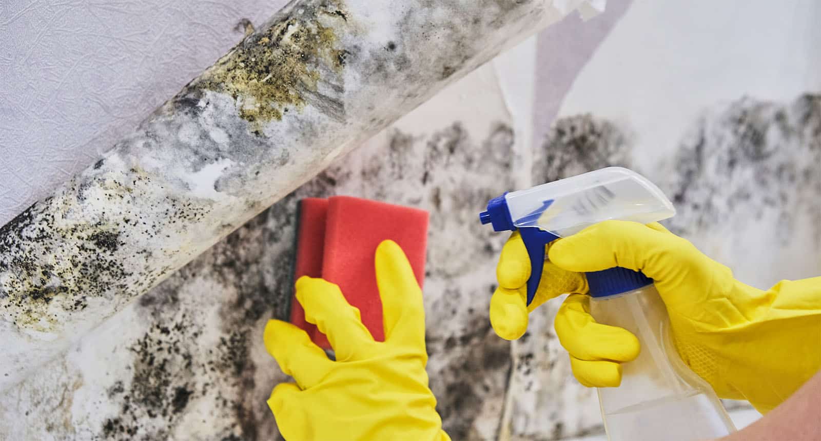 close shot of hands wearing yellow gloves scrubbing mold from the wall.