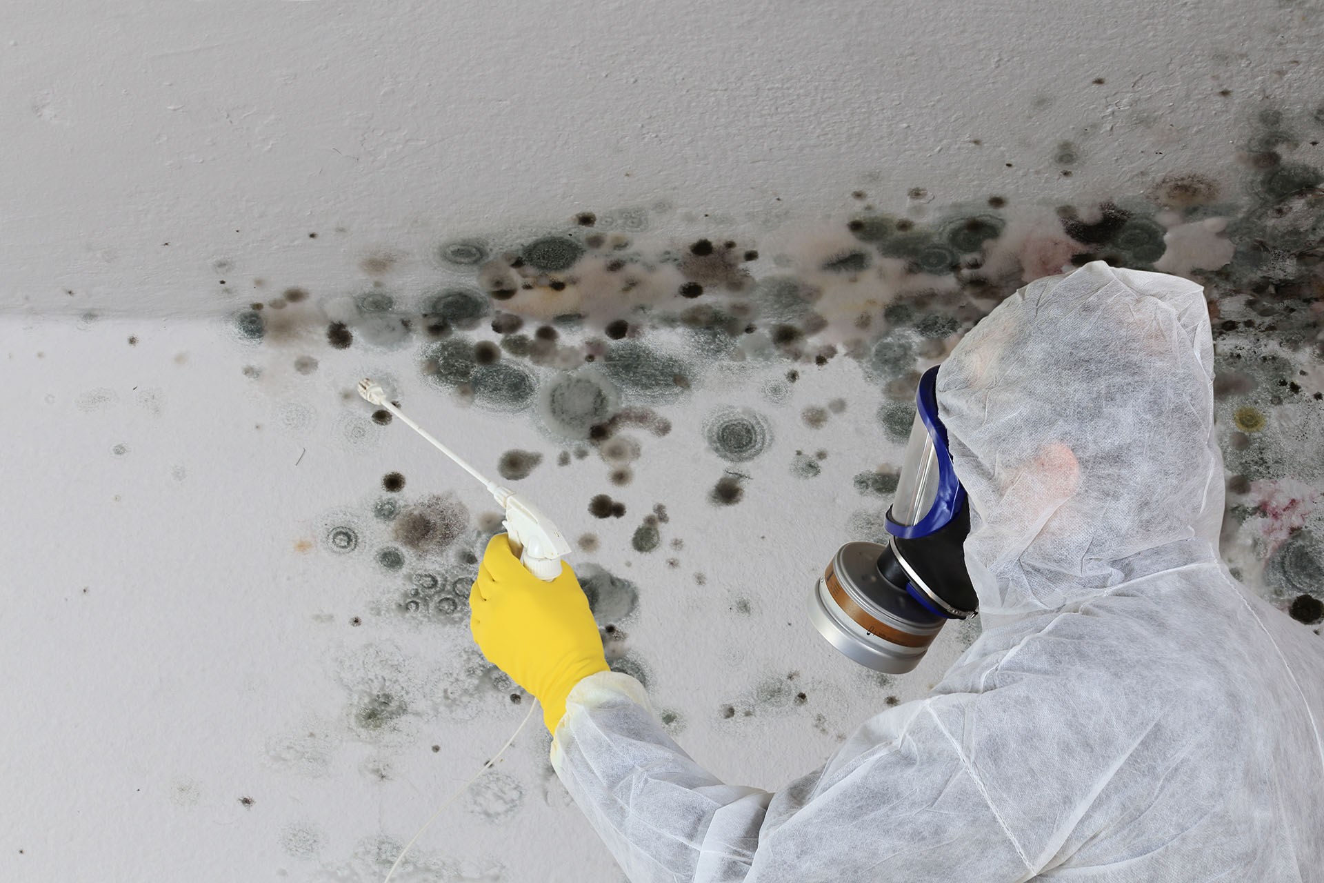 spraying mold removal solution on mold the wall.