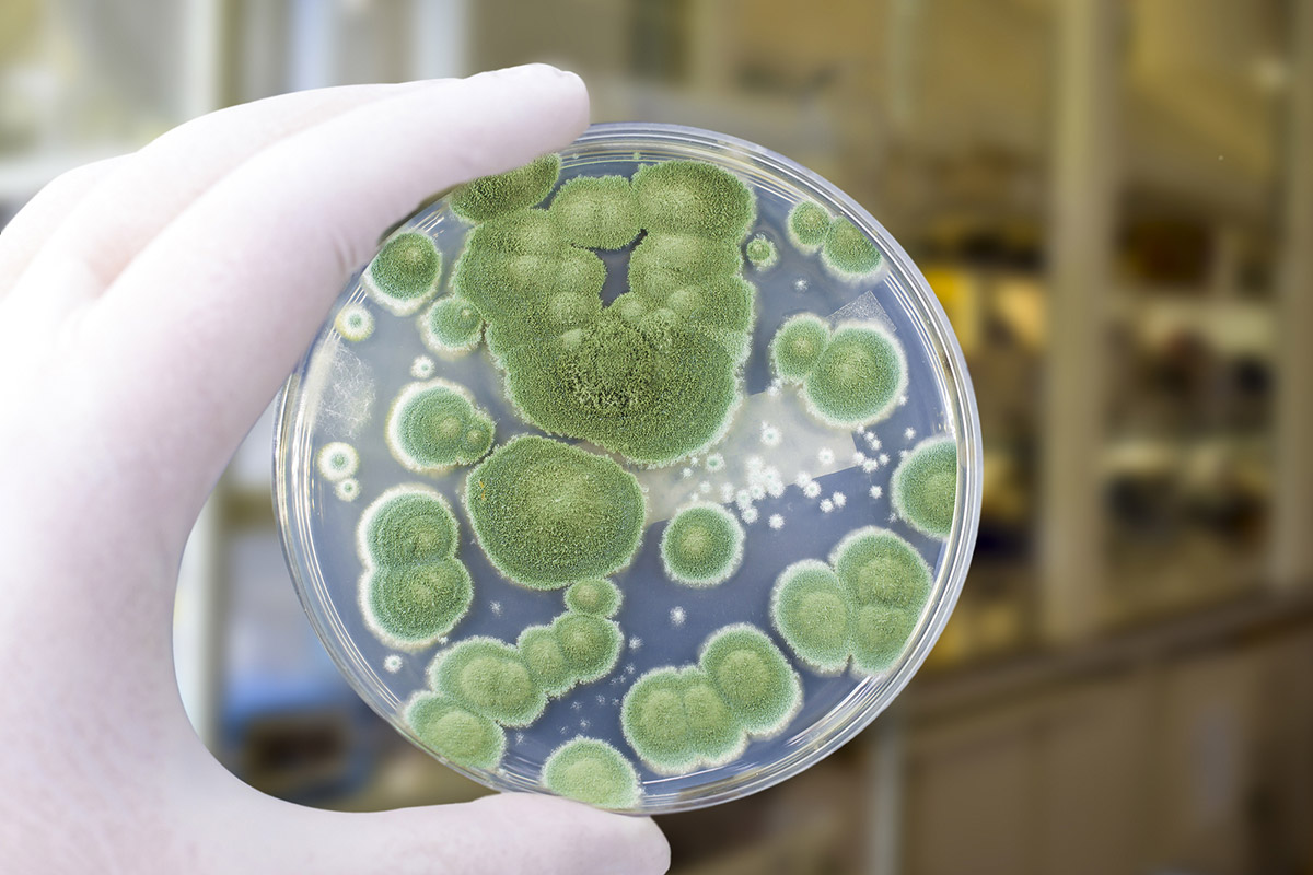 mold spores samples collected in a jar.