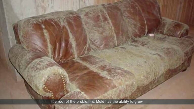 mold on leather sofa.