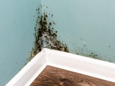 Mold stains in a corner