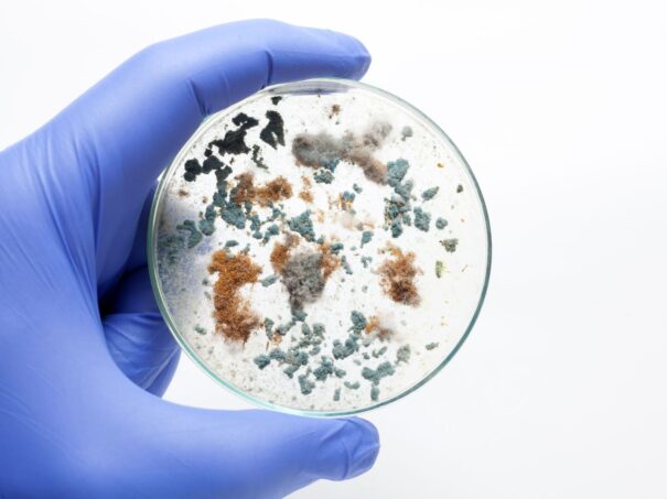 Mold in a petri dish