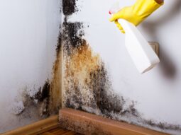 spraying mold removal solution on the wall.