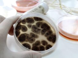 Mold Sampling in Petri Dish