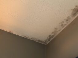 mold on a ceiling