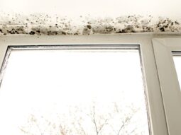 mold around window