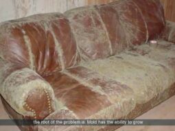 mold on leather sofa.
