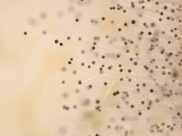 mold spores in the air.