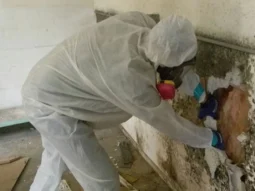 Removing moldy building materials from a house